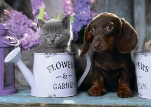 " ФРЕЯ" Пазл 1000 элемент. PZL- 1000/ 32 Цветы жизни